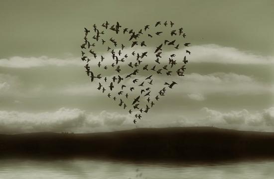 Coeur oiseau vagabondage poetique