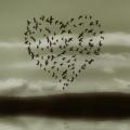 Coeur oiseau vagabondage poetique